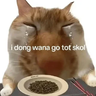 Video sticker 🌟 Kittymeows :: @fStikBot