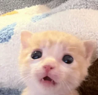 Telegram sticker 🌟 Kittymeows :: @fStikBot