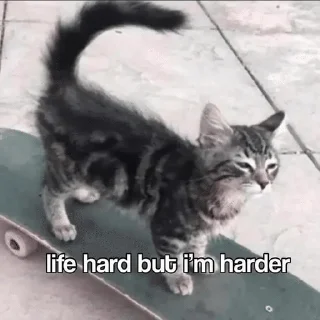 Video sticker 🌟 Kittymeows :: @fStikBot