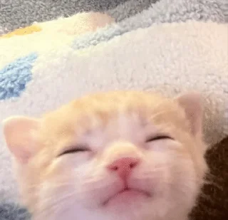 Telegram sticker 🌟 Kittymeows :: @fStikBot