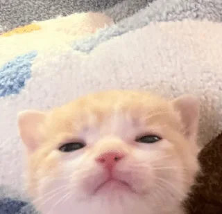 Telegram sticker 🌟 Kittymeows :: @fStikBot