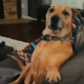 Video sticker 🧩 abobados