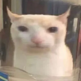 Telegram sticker 🐱 miru meme stuff