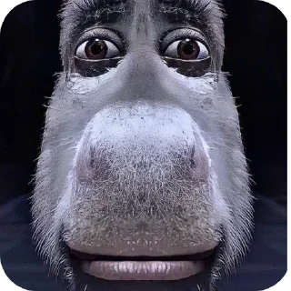 Telegram sticker 🐦 Больше стиков тут: @stikery4