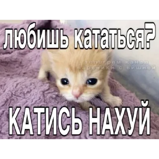 Video sticker 🐱 Больше стиков тут: @stikery4