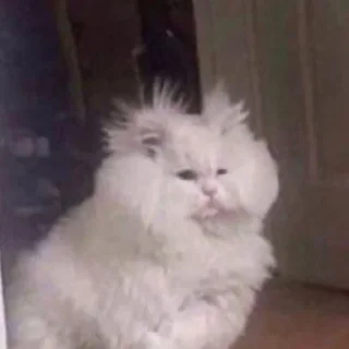 Telegram sticker 😂 ملصقات اكرام تاج راسكم