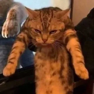 Video sticker 🥺 ملصقات اكرام تاج راسكم