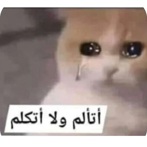 Telegram sticker 🫥 Amira