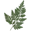 Video sticker 🌱 my vibe (by @taneffe)