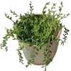 Sticker 🌱 my vibe (by @taneffe)