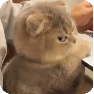 Telegram sticker ✋ I want a cat🎀)