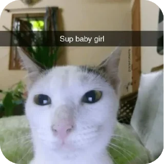 Video sticker 🐱 I want a cat🎀