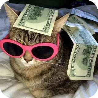 Video sticker 😎 I want a cat🎀