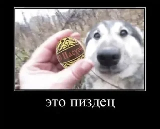 Telegram sticker 🥚 Больше стиков тут: @archstick