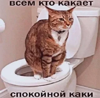 Telegram sticker 💩 Больше стиков тут: @archstick