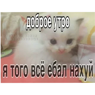 Sticker 🐱 Llliiisss