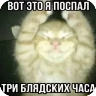 Video sticker 🥲 Llliiisss