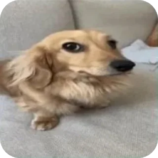 Телеграм стикер 🐶 Sim :: @fStikBot