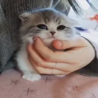 Video sticker 🐈 Video Favorite stickers :: @fStikBot