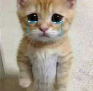 Video sticker 🙁 alergimcdek :: @fStikBot