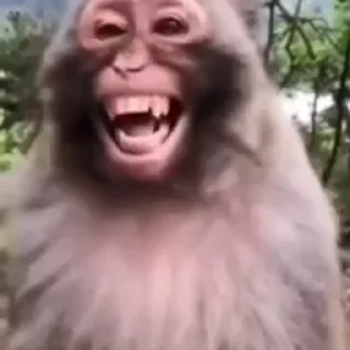Video sticker 😂 Seizen Monke Collection :: @fStikBot