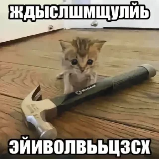 Video sticker 🫠 котэкэ: @hunter_the_best