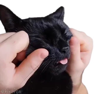 Video sticker 🤗 XPxcat | @xp_owner99