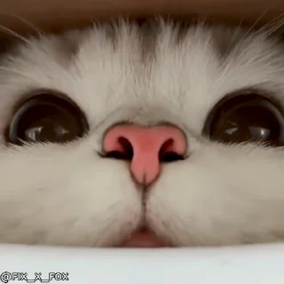 Video sticker 👀 XPxcat | @xp_owner99