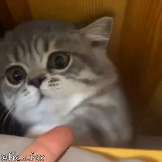 Video sticker 🤗 XPxcat | @xp_owner99