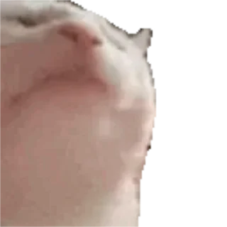 Sticker 🎶 Сюдасюдасюда