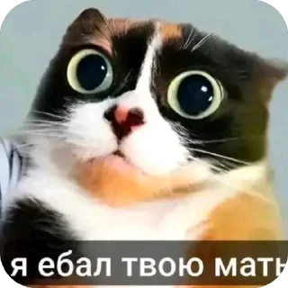 Telegram sticker 🫥 бишка тупое уебище