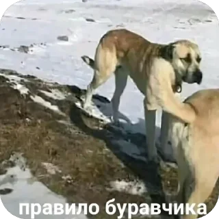 Video sticker 🫥 Больше стиков тут: @stikery4