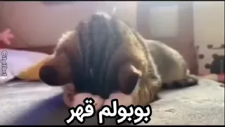 Video sticker 😥 بوبولم @gorbstan