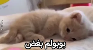 Video sticker 😢 بوبولم @gorbstan