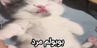 Video sticker ⚰️ بوبولم @gorbstan