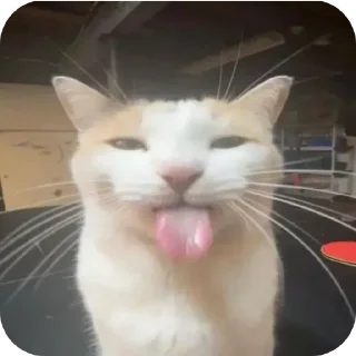 Sticker 🐱 Stupid shi