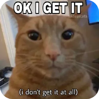 Telegram sticker 🤓 Stupid shi