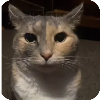 Video sticker 😨 Stupid shi