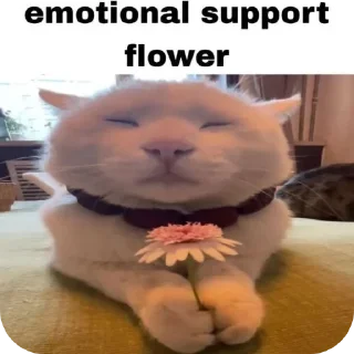 Telegram sticker 😘 Stupid shi