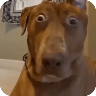 Telegram sticker 🫥 Project Indy galore