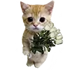 Sticker 🐈 sentimental ➜ @emoji1