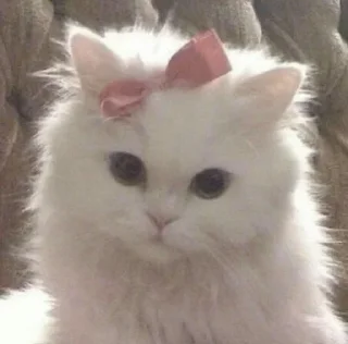Video sticker 🐈 Frawla🍓 :: @fStikBot