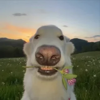 Video sticker 🌟 Лютый мэм :: @fStikBot
