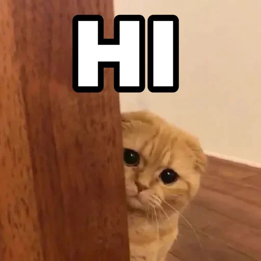 Телеграм стикер 🍁 𝐌𝐫. 𝐂𝐚𝐭 (≽ @Im_MrCatmew ≼)