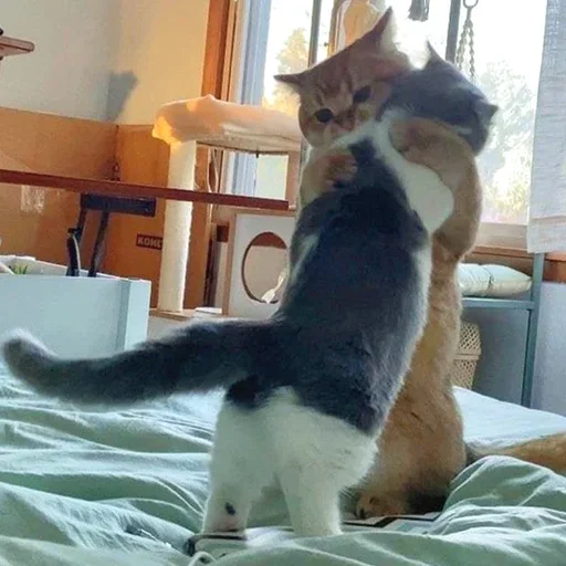 Телеграм стикер 🥰 𝐌𝐫. 𝐂𝐚𝐭 (≽ @Im_MrCatmew ≼)