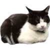 Sticker 🐈‍⬛ it’s 4am in tokyo | тгк: @miokkou