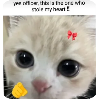 Video sticker 🐱 Only amnimals { @Meowwwdy }