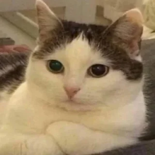 Телеграм стикер 😑 Only amnimals { @Meowwwdy }