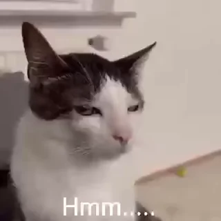 Video sticker 😒 Only amnimals { @Meowwwdy }