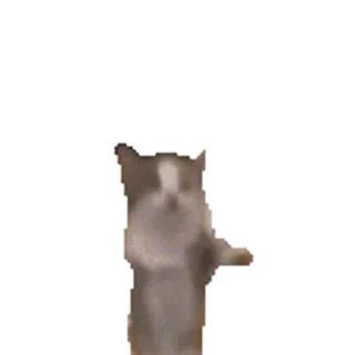 Video sticker 🐈 Sag :: @fStikBot